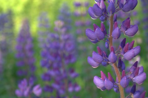 purple lupine field