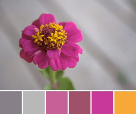zinnia color palette pink