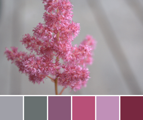 astilbe color palette pink