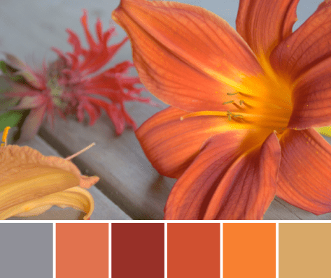 orange flower color palette