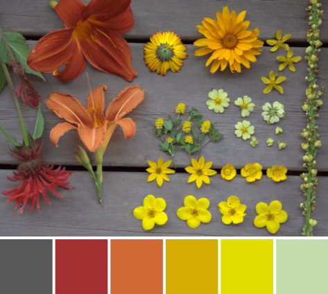 red orange yellow flower scavenger hunt color palette