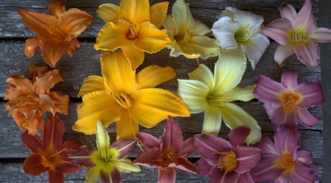 Color Inspiration Thursday {56}