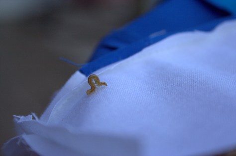 inchworm friend