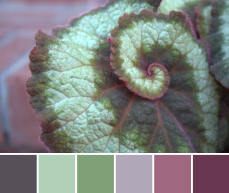 spiral plant color palette