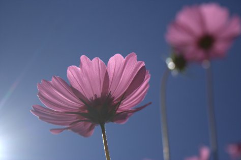 cosmos flowers pink against blue