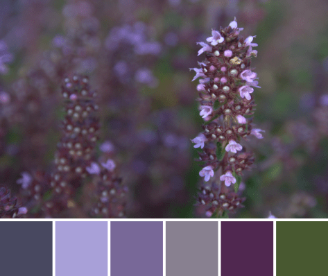 creeping thyme purple color palette