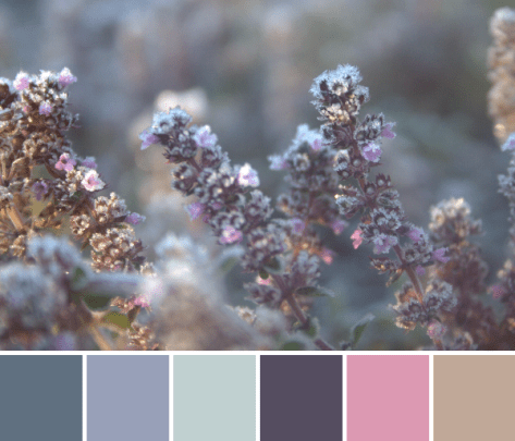 creeping thyme purple color palette frost