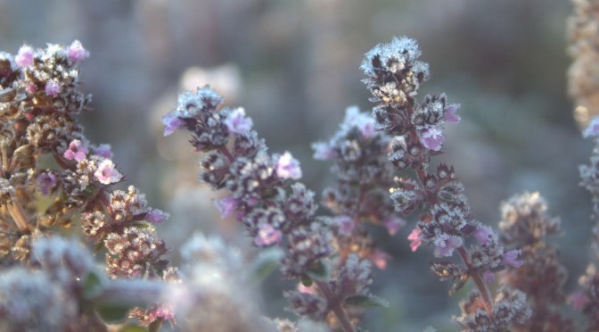 Color Inspiration Thursday {61}