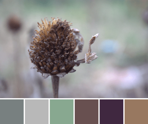 earth tones color palette autumn