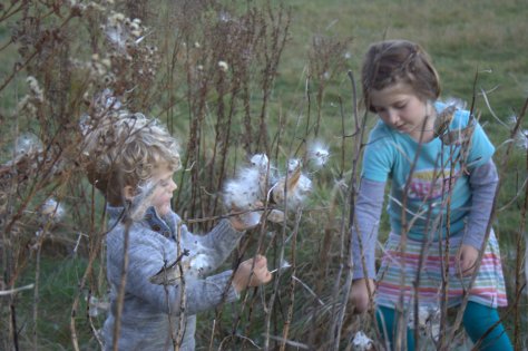 exploring milkweed seeds