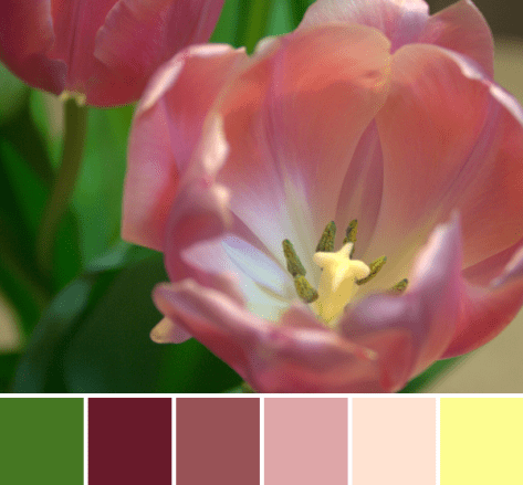 tulips color palette