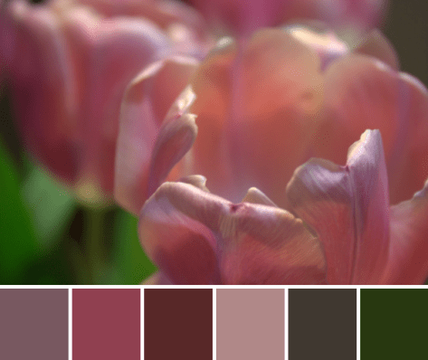 tulip color palette