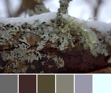 snowy lichen color palette
