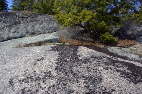 black lichen three steps back