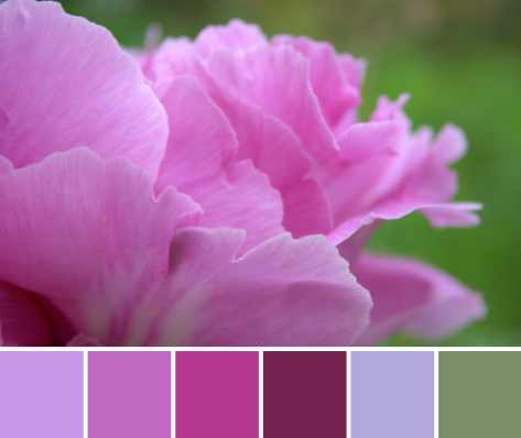 pink peony color inspiration palette