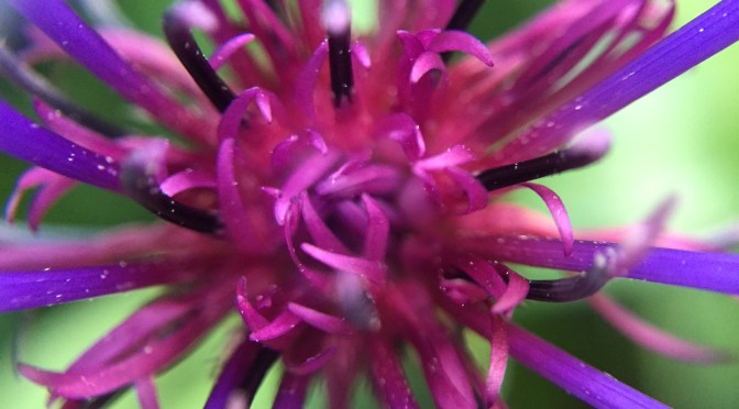 Color Inspiration Thursday {71}