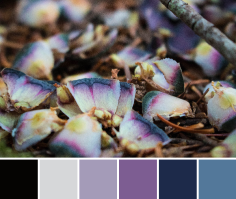 purple blue color palette nature