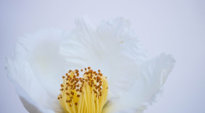 Color Inspiration Thursday {74}