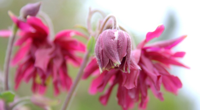 columbine red color palette inspiration