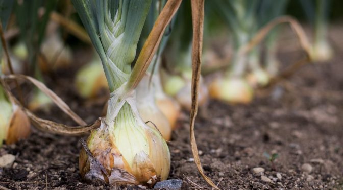 Color Inspiration Thursday {77}