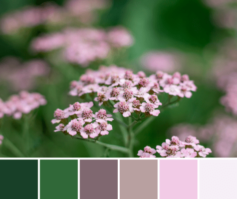 yarrow soft pink palette