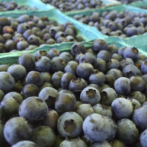 organic you pick blueberries at North Branch Farm