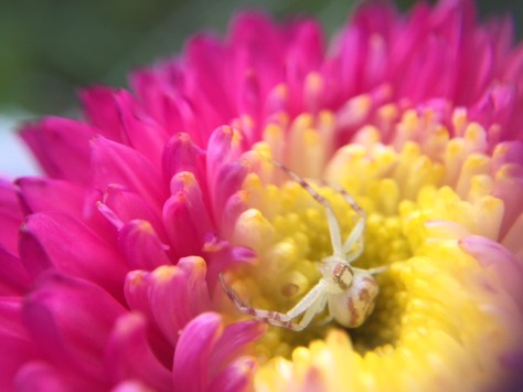 hiding spider in flower