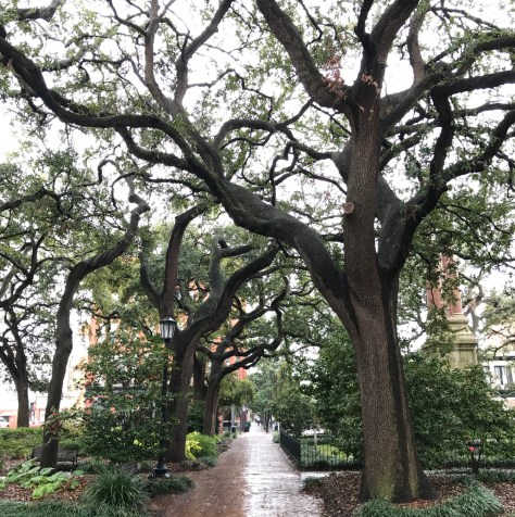 savannah georgia trees