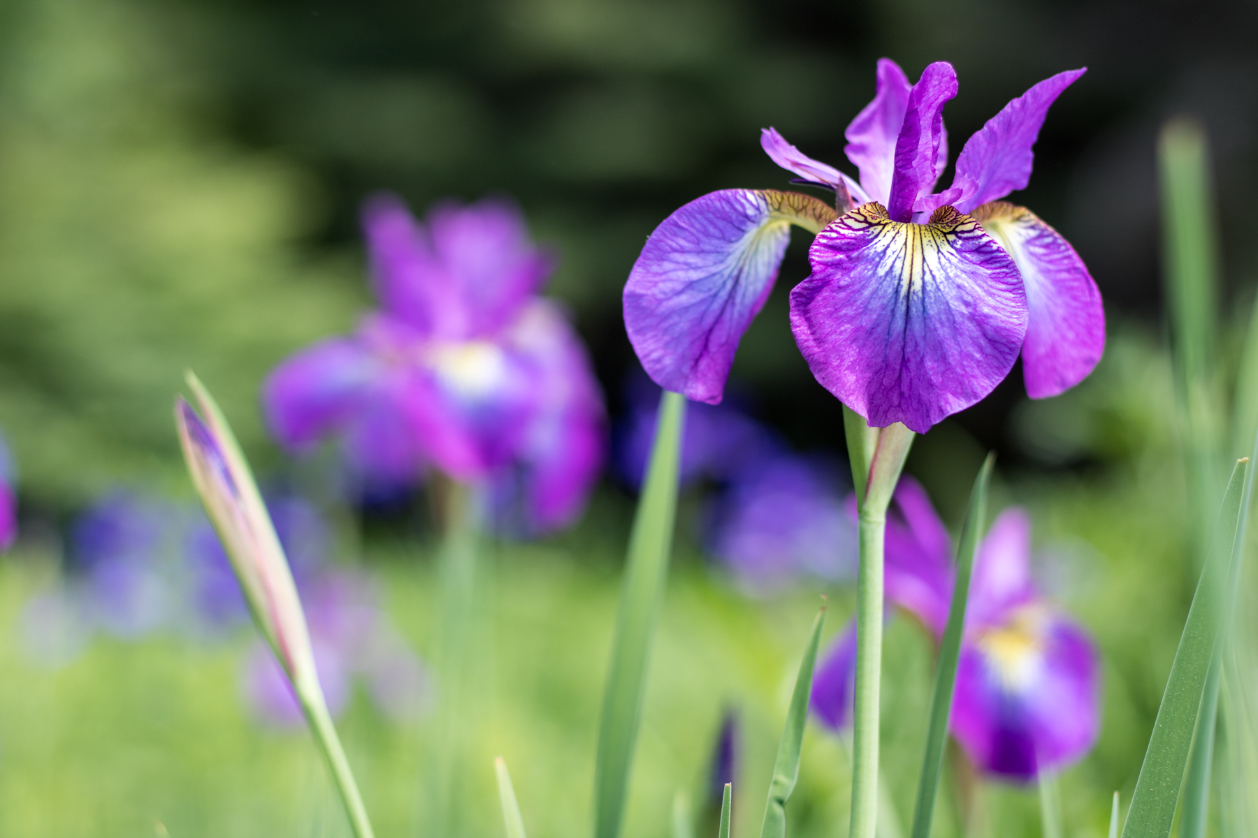 ecotat garden trails hermon maine