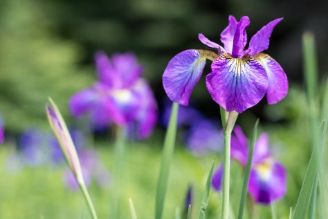 ecotat garden trails hermon maine