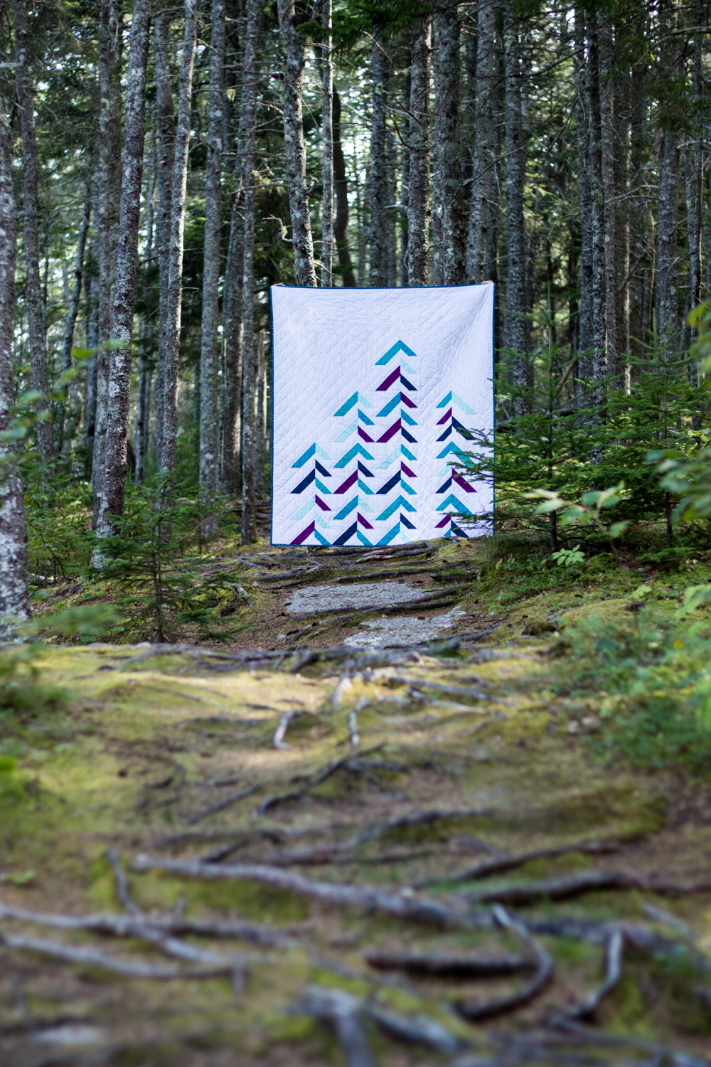 into the forest maine